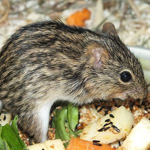 Barbary Striped Grass Mouse (Lemniscomys barbarus) at Tierpark Berlin - Apr