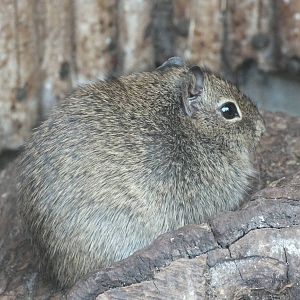 Muenster Yellow-toothed Cavy (Galea monasteriensis) at Tierpark Berlin - Ap