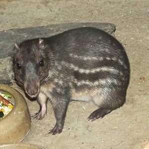 Lowland Paca (Cuniculus paca) at Tierpark Berlin - April 8th 2014
