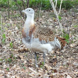 Great Bustard (Otis tarda) at Tierpark Berlin - April 8th 2014