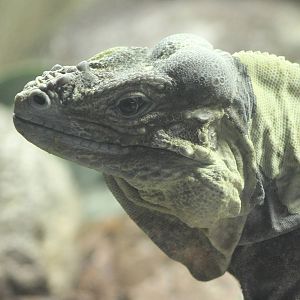 Rhino iguana