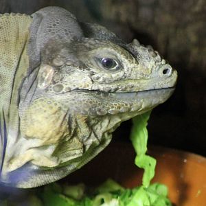 Rhino iguana eating
