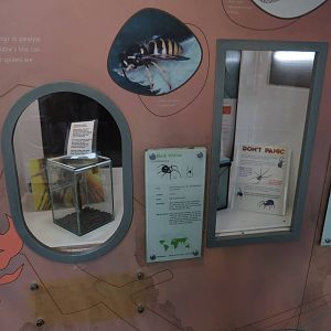 part of BUGS exhibits