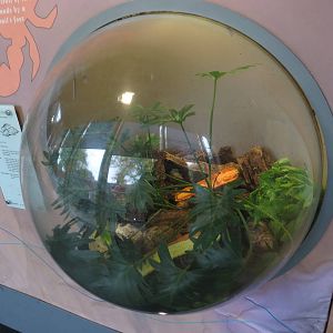 giant land snail enclosure in BUGS
