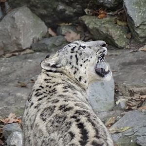 Oct. 2015 - Cat Canyon - Renji