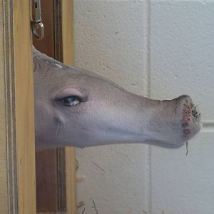 Oct. 2015 - Children's Zoo - Nursery - Ali (Pregnant Aardvark)