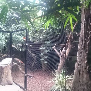 Aviary in the Asian part of the Tropical house