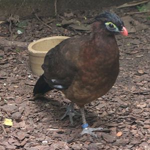 Nocturnal curassow