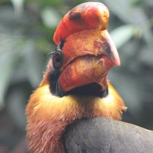 Rufous hornbill