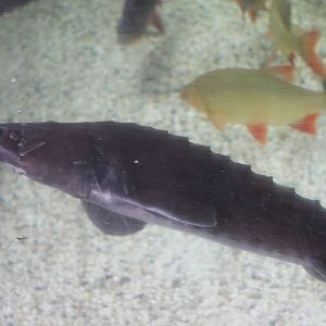 Sturgeon