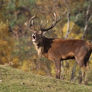 Red Deer Stag Bellowing