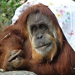 Oct. 2015 - Jungle Trails - Lana - Sumatran Orangutan