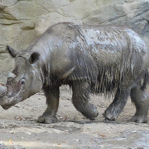 Oct. 2015 - Wildlife Canyon - Harapan