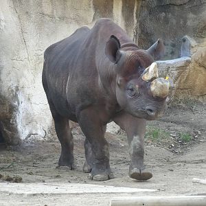 Oct. 2015 - Rhino Reserve - Kifaru (New Black Rhino from Zoo Atlanta)