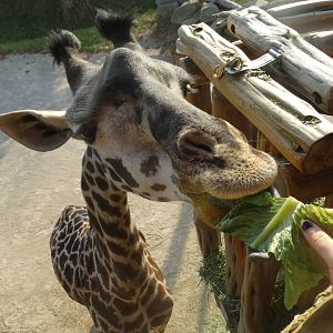 Oct. 2015 - Giraffe Ridge - Feeding Jambo