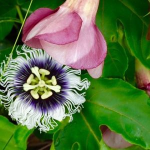 Passiflora