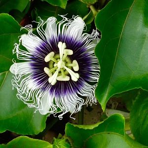 Passiflora