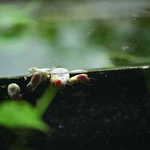 Water Snails??