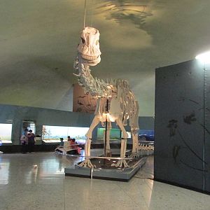 diploducus replica museo de historia natural