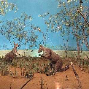 australia diorama museo de historia natural