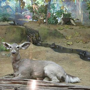 white tail deer and tamandua mexicana museo de historia natural