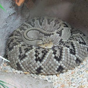 tropical rattlesnake san juan de aragon zoo