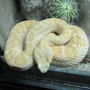 leucistic western diamondback rattlesnake san juan de aragon zoo