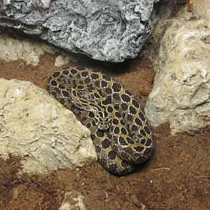 mexican lance headed rattlesnake san juan de aragon zoo