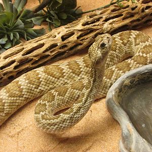 mojave rattlesnake san juan de aragon zoo