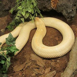 leucistic cobra san juan de aragon zoo