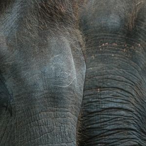 Sumatran Elephant