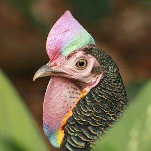 Green Junglefowl