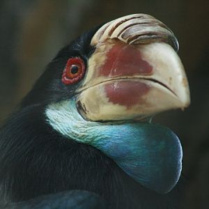 Sumba Hornbill