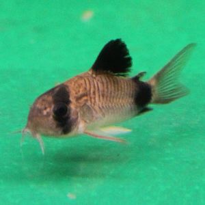 Corydoras panda