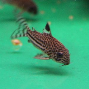 Corydoras julii