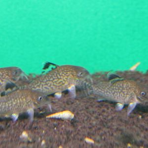 Corydoras agasizzi