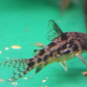 Corydoras paleatus