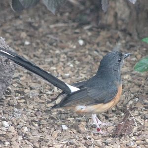 White-rumped shama