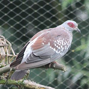 Speckled pigeon