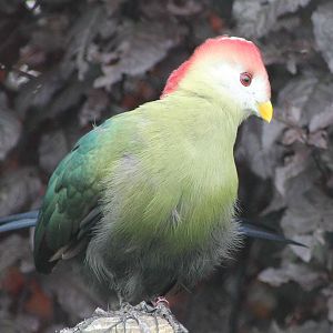 Red-crested touraco