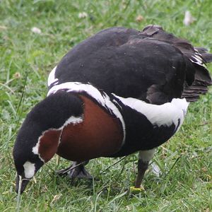 Red-breasted goose