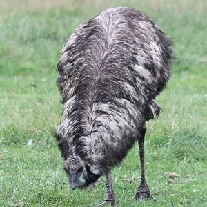 Emu