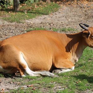Banteng female