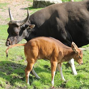 Banteng - father and child