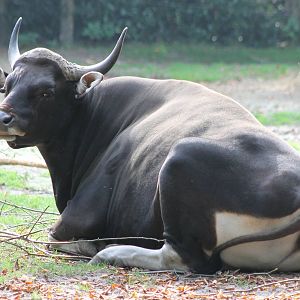 Banteng