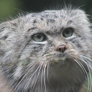 Pallas cat