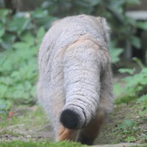 Pallas cat - backside