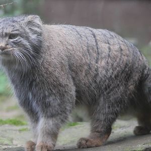 Pallas cat