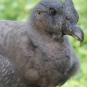 Andean condor young male