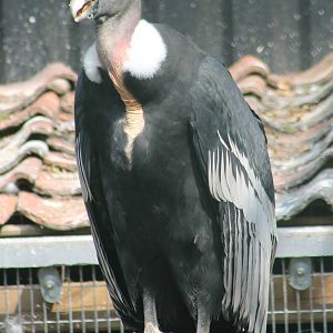 Andean condor adult female